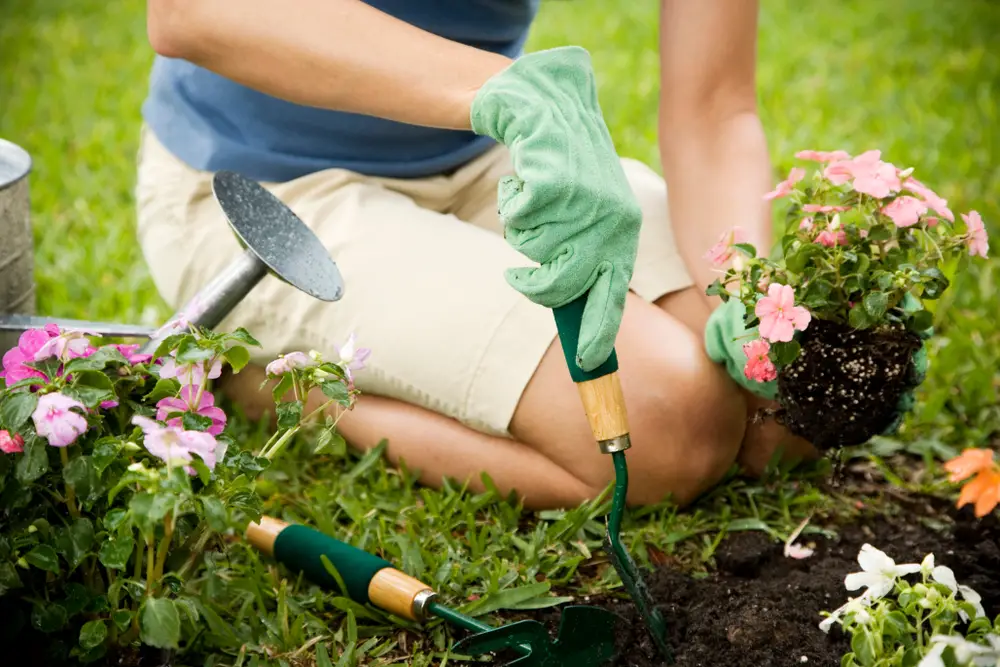 A person planting some pink flowers.