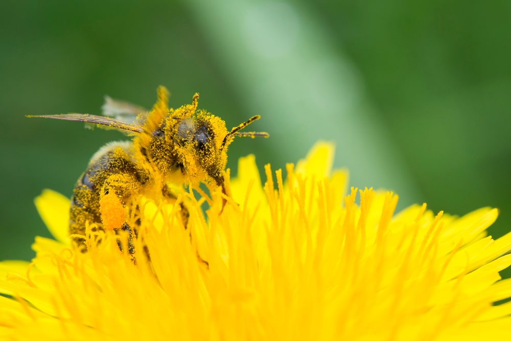 A bee covered in pollen on a flower.