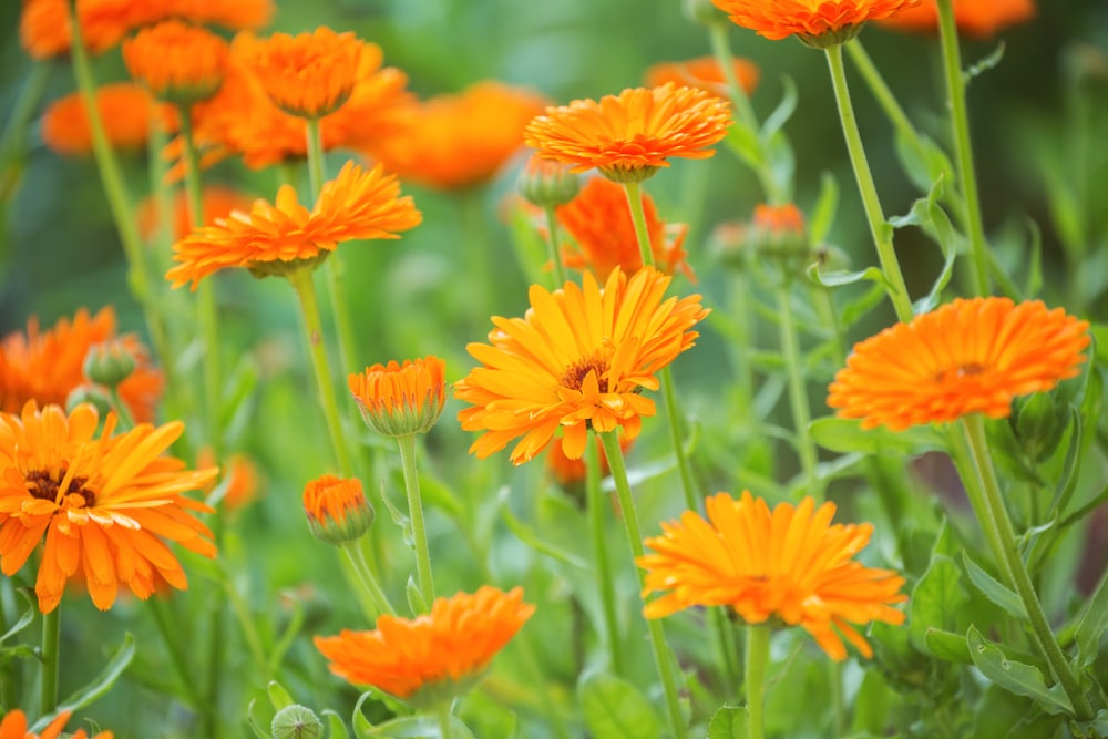 A bunch of calendula.