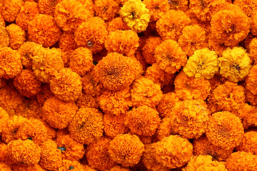 Lots of marigolds.