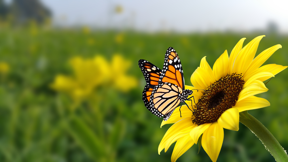 A monarch butterfly on a sunflower.