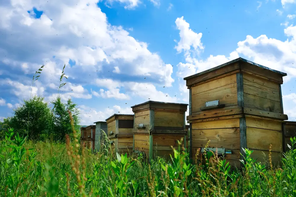 A row of beehives outside on a sunny day.