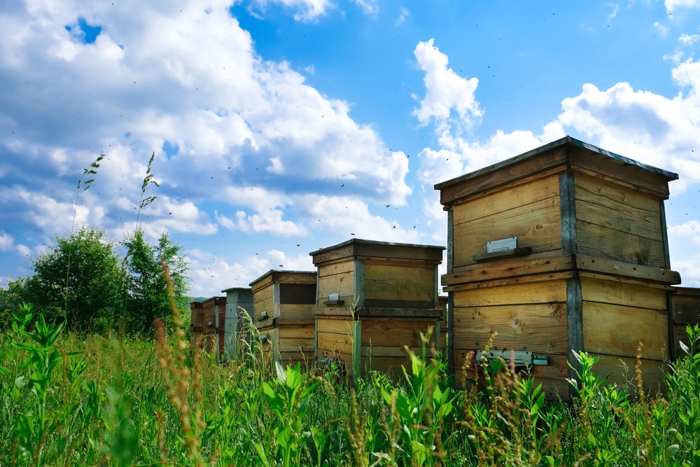 A row of beehives outside on a sunny day.