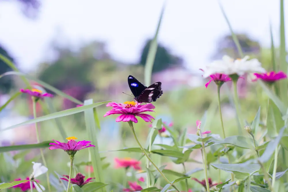 A black butterfly on a pink flower.