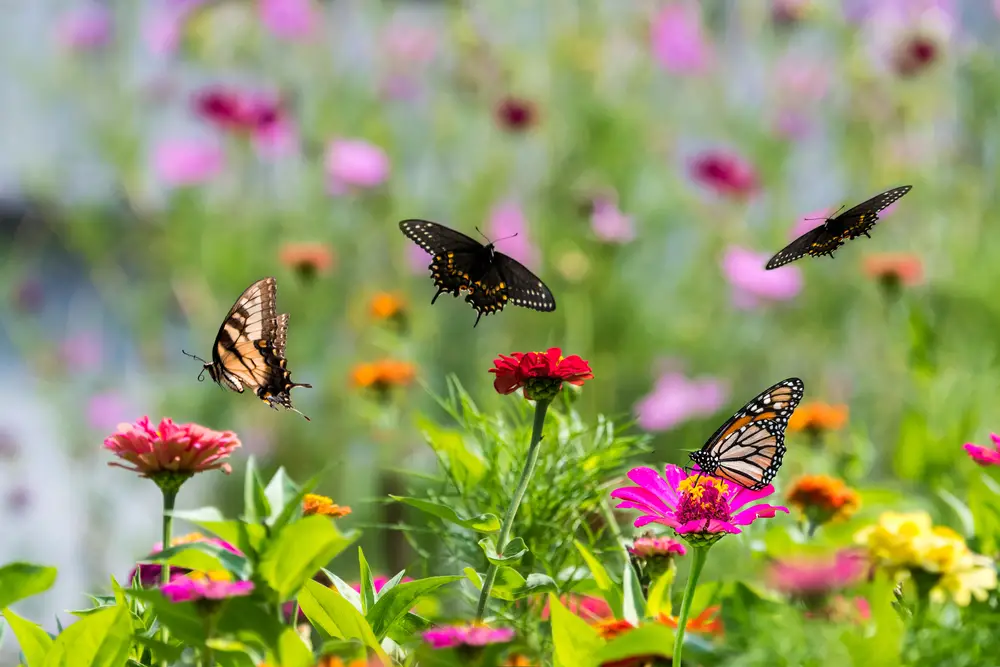 Several butterflies flying around and landing on flowers in a garden.