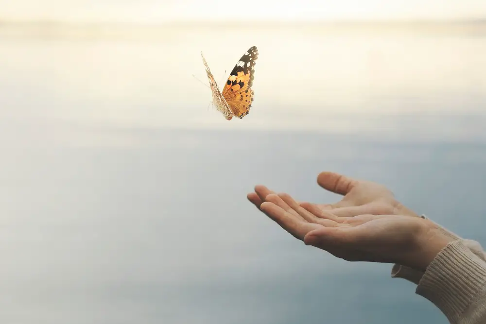 Can You Touch Butterflies? Will They Die?