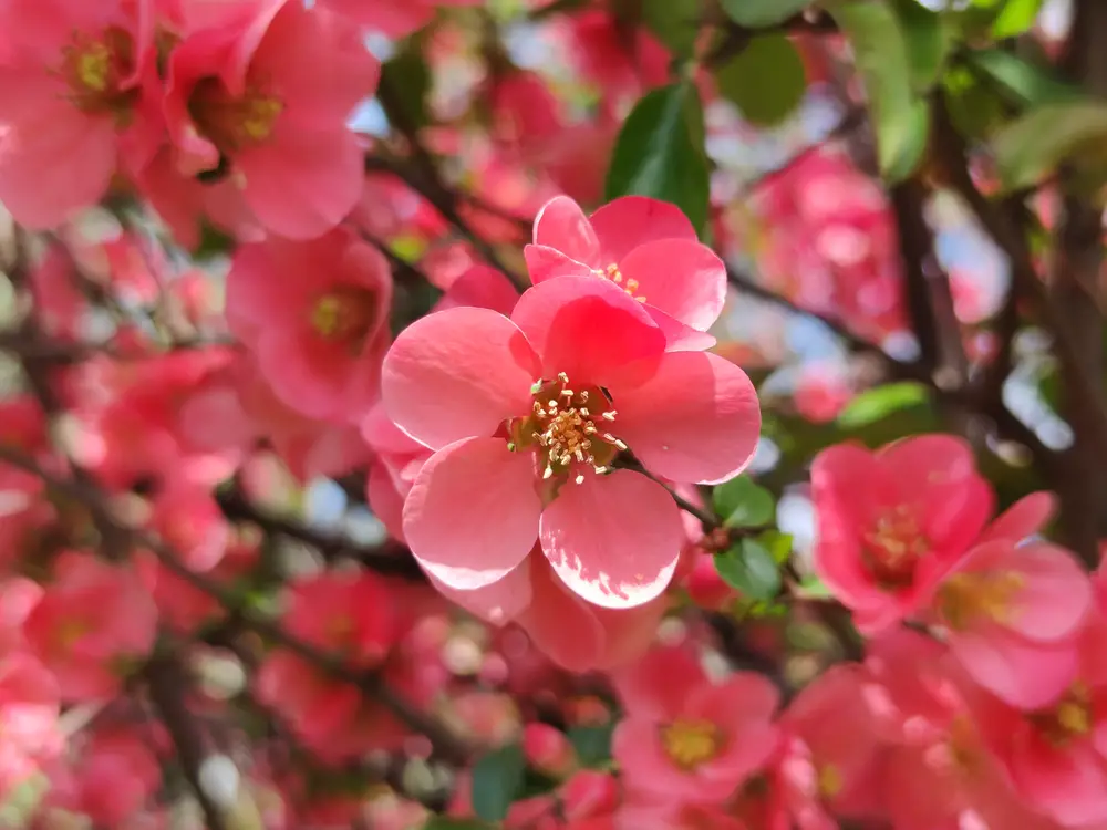 Quince flowers.