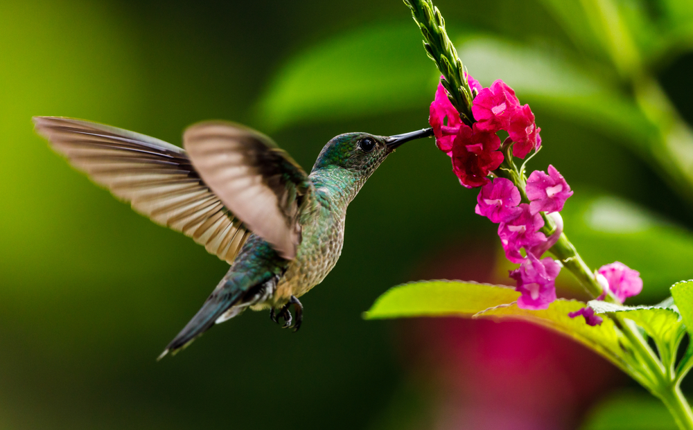 A hummingbird eating from a pink flower.