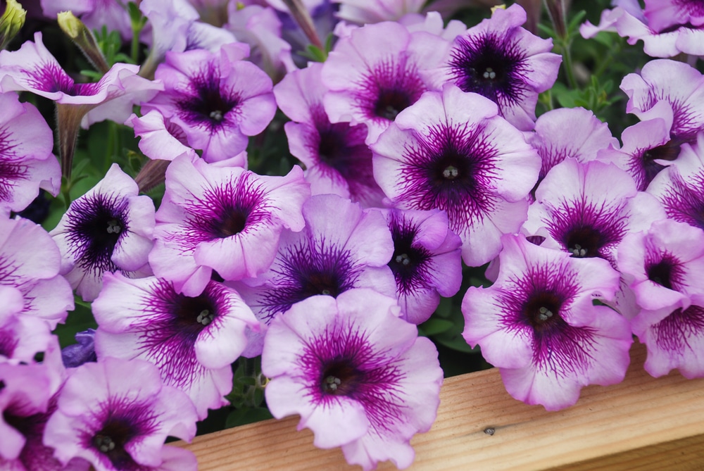 A group of pink petunias.