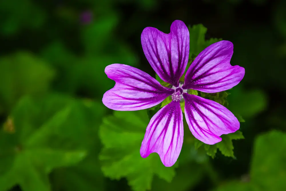 A closeup of a purple Malva flower, AKA a mallow flower, which is a biennial plant.