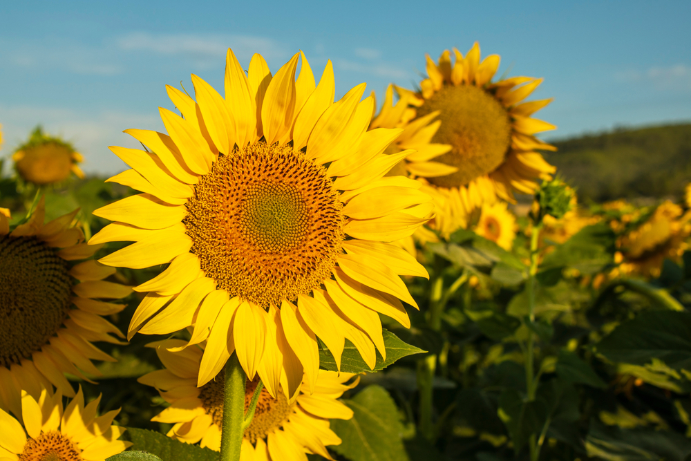 A group of sunflowers in the sun.