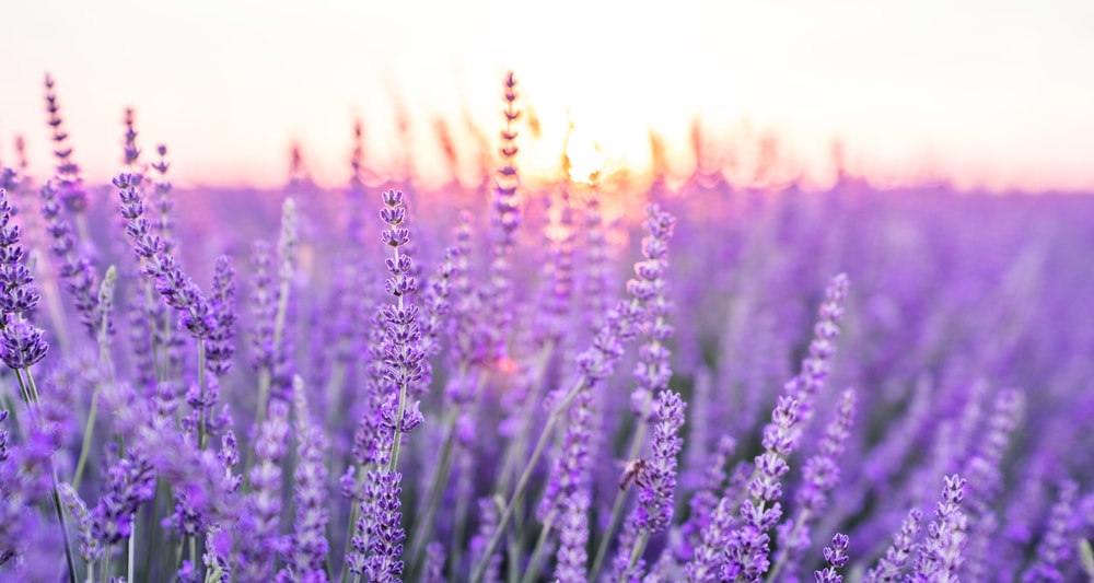 A field of lavender.