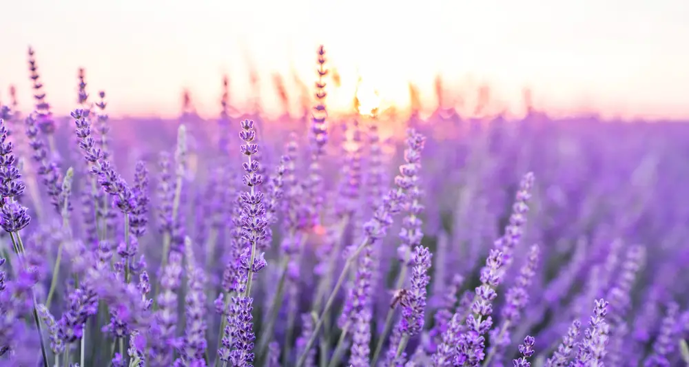 Sunset over a violet lavender field.