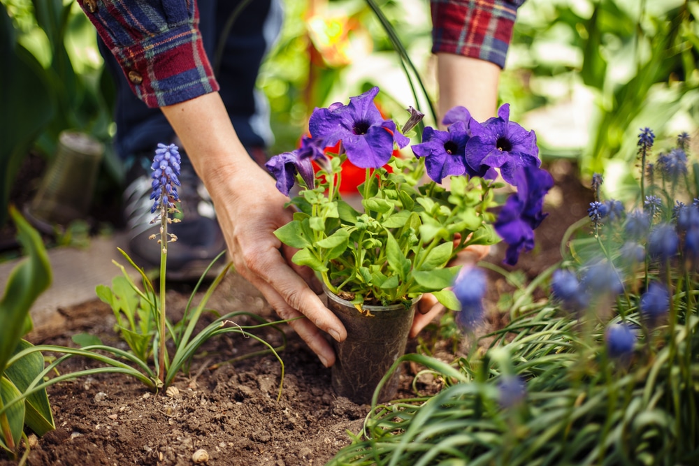 A person planting purple flowers.