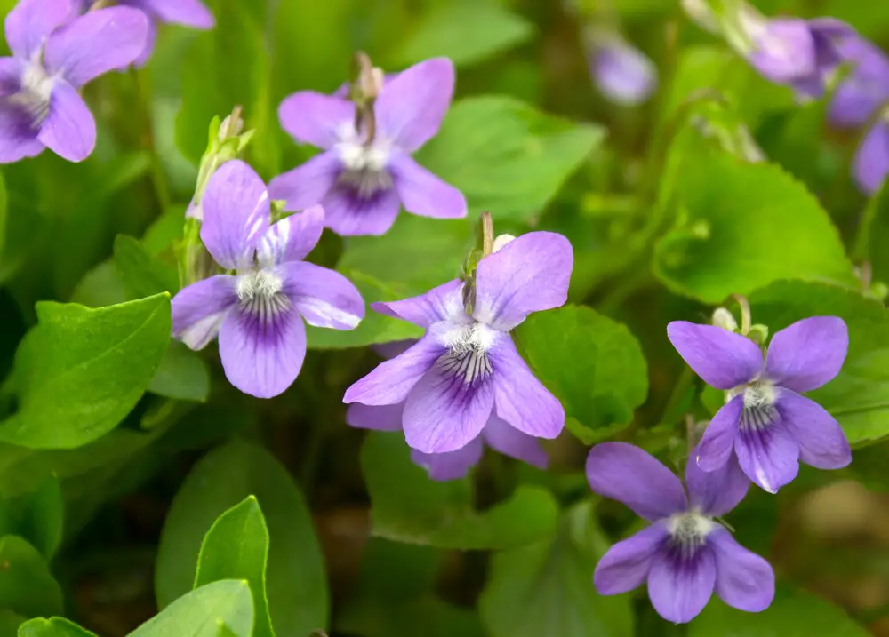 A close-up of a group of violets.