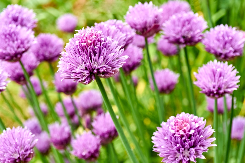 A bunch of chives flowering.