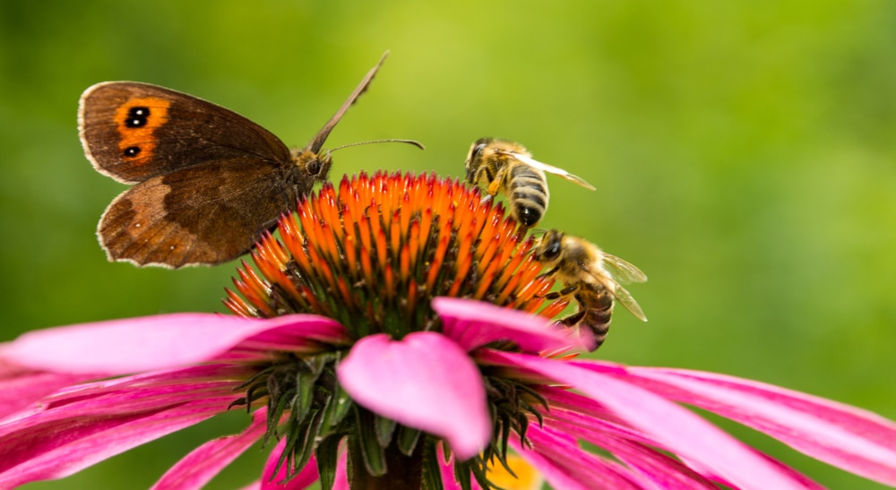 Two bees and a butterfly on a flower.