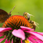 A gatekeeper butterfly and two bees on a pink cone-flower.