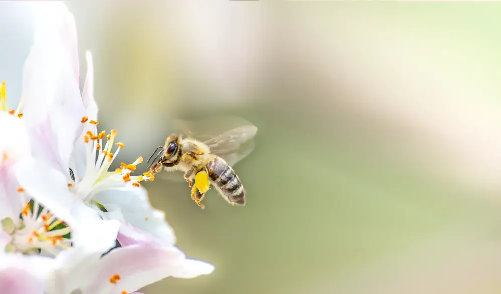 A bee getting nectar from a flower.