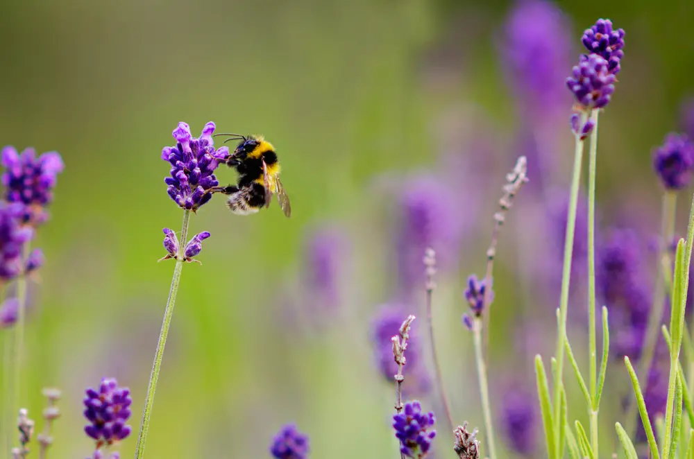 6 Best Ways To Attract Bees To Your Garden