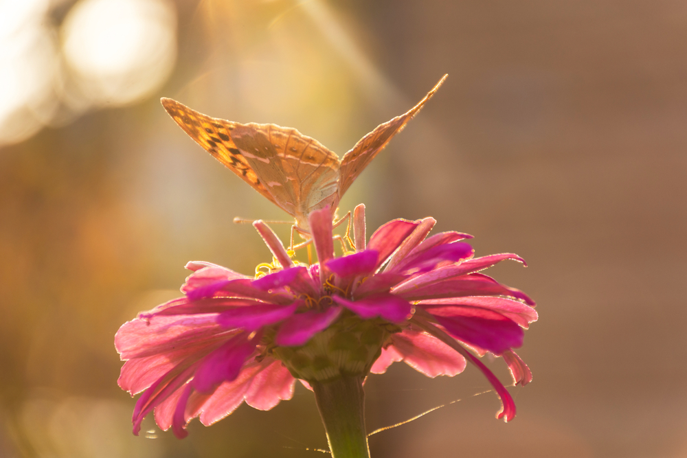 A butterfly on a flower in the sun.