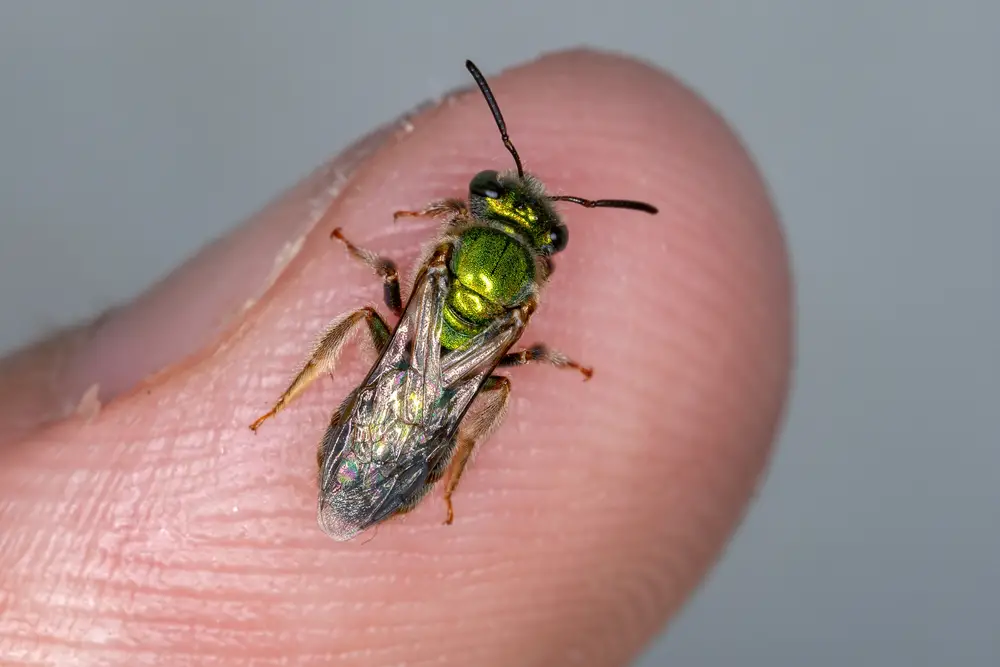 A closeup of a sweat bee on a person's finger.
