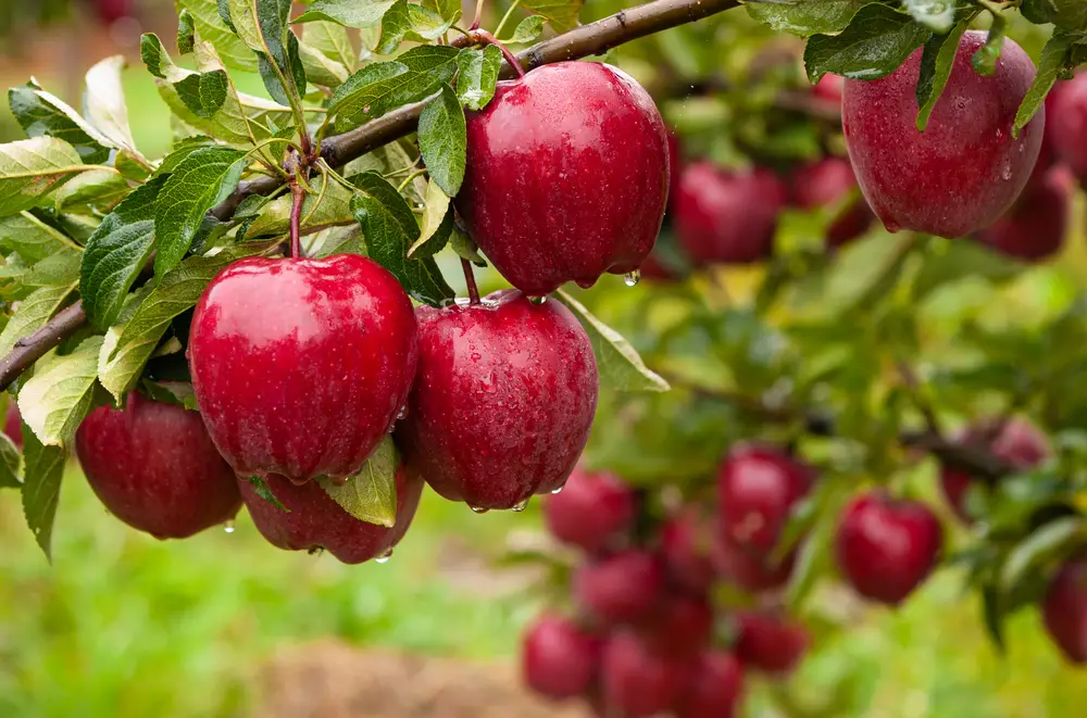 Wet apples on an apple tree.