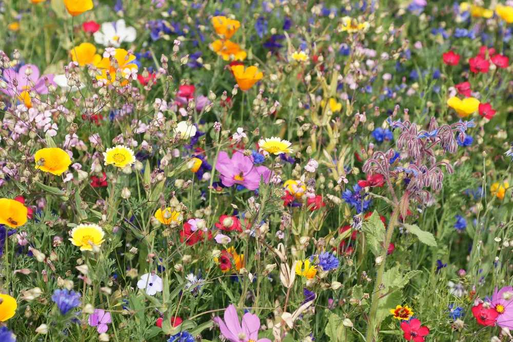 A bunch of wildflowers.