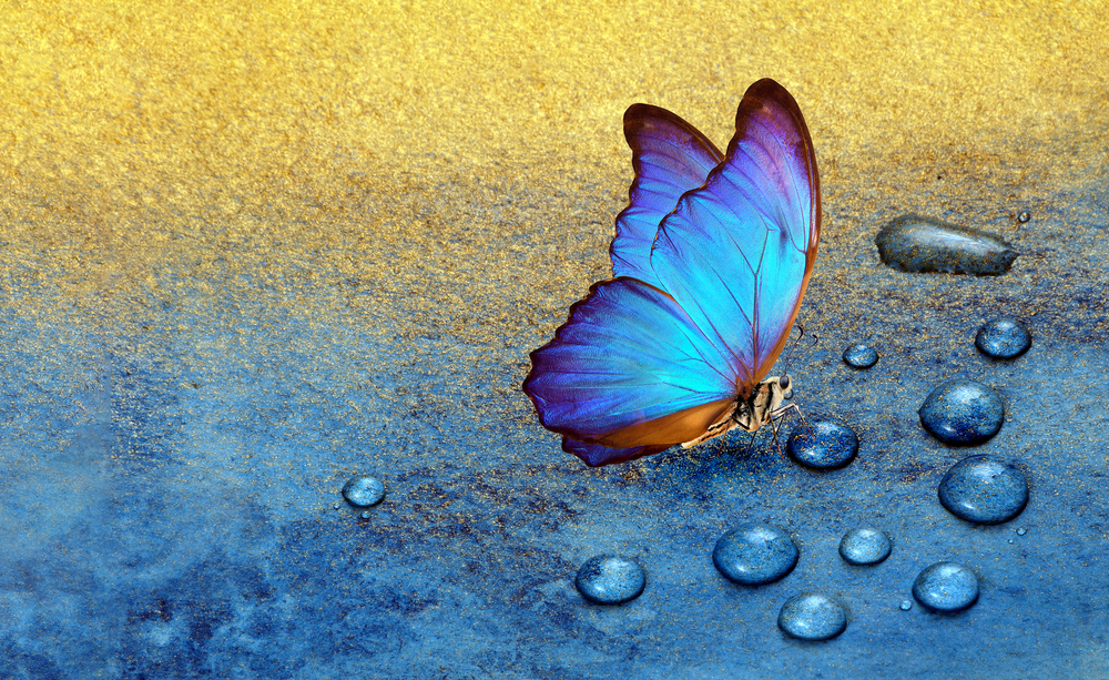 A butterfly drinking from a drop of water.