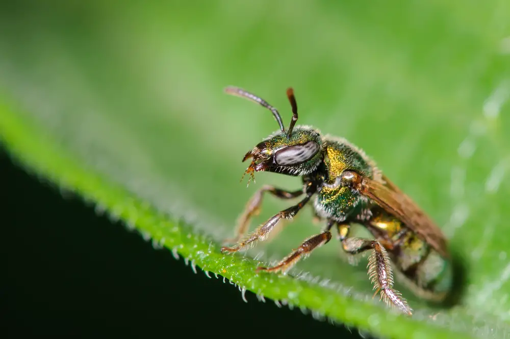 A closeup of a sweat bee on a plant.