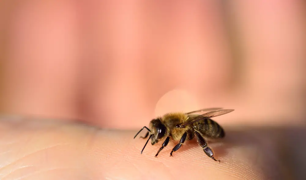 Do Bees Like Sweat?