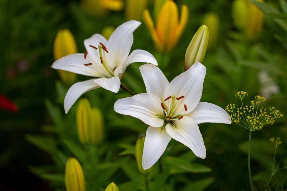 Two white lilies.