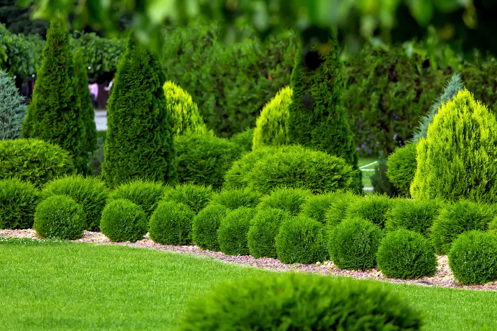 Trees and shrubs in a garden.