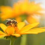 What Are Pollinators (What They Do And Why They’re Essential)?
