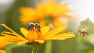 What Are Pollinators (What They Do And Why They're Essential ...