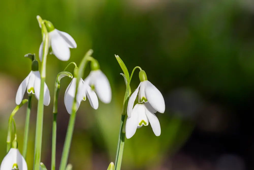 A closeup of some snowdrop flowers.