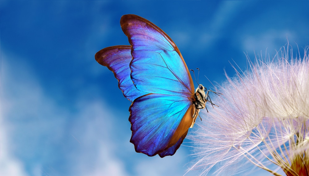 A morpho butterfly and a dandelion against a blue background.