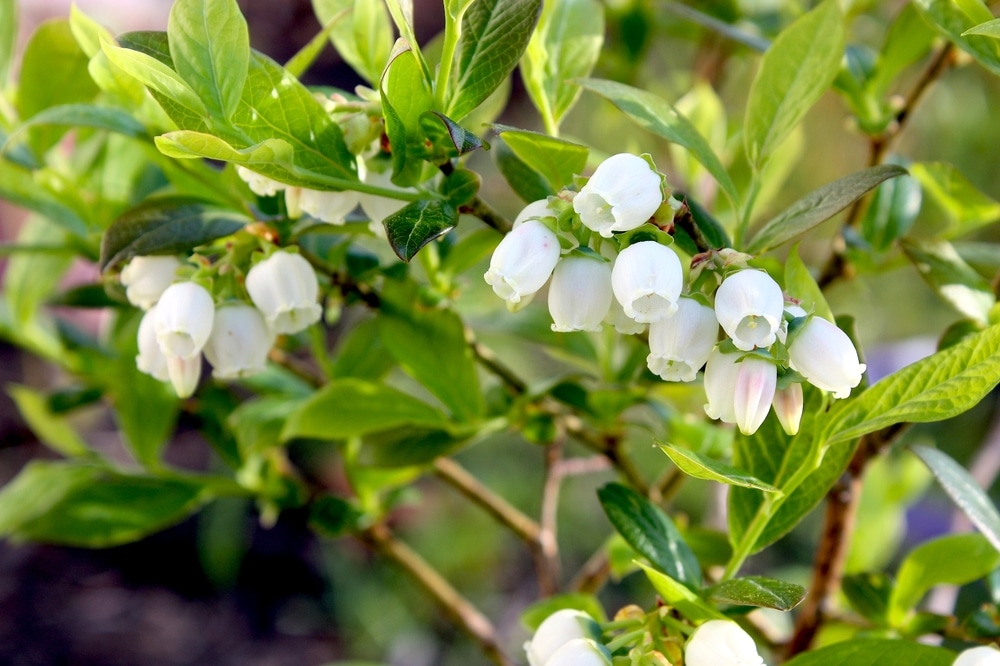 Blueberry flowers.