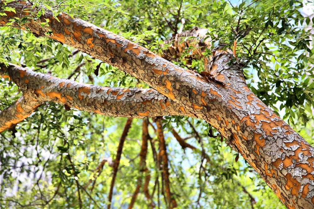 The branches and leaves of a Chinese elm tree.