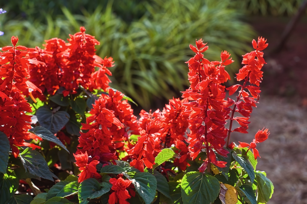 A group of red salvia flowers.