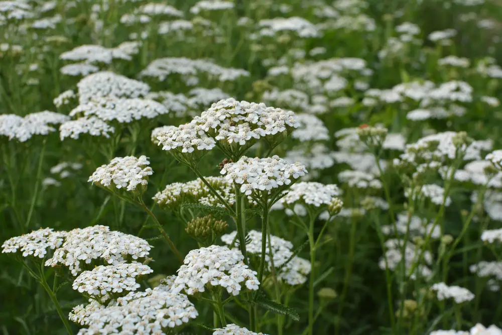 A field of yarrow flowers.