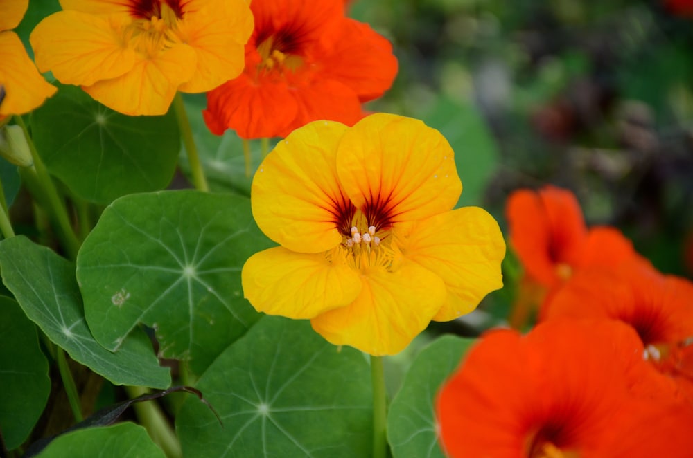 Yellow and orange nasturtium flowers.