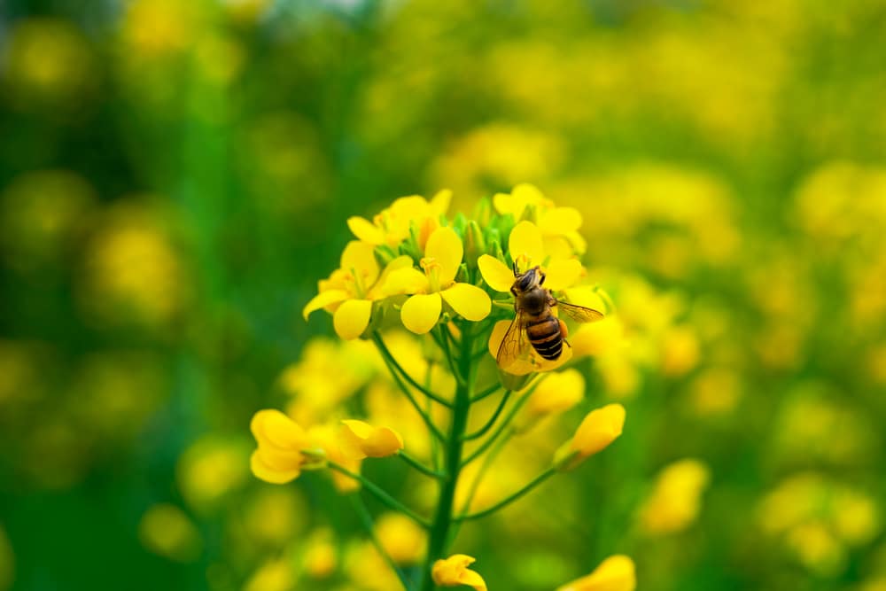 A bee on a flower.