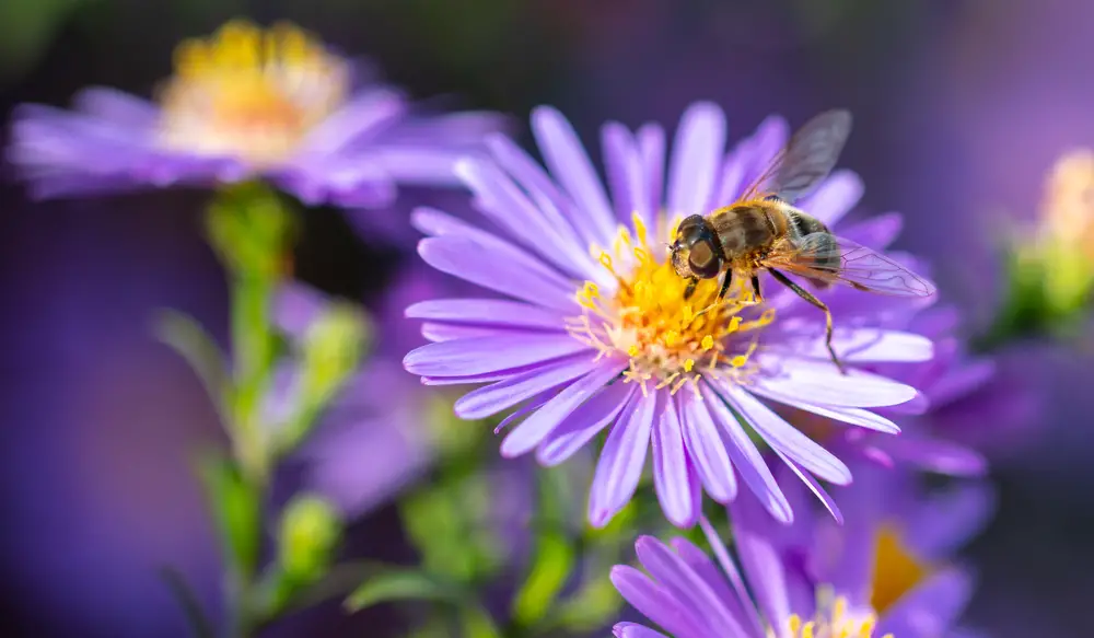 A closeup of a bee on a yellow and purple flower.