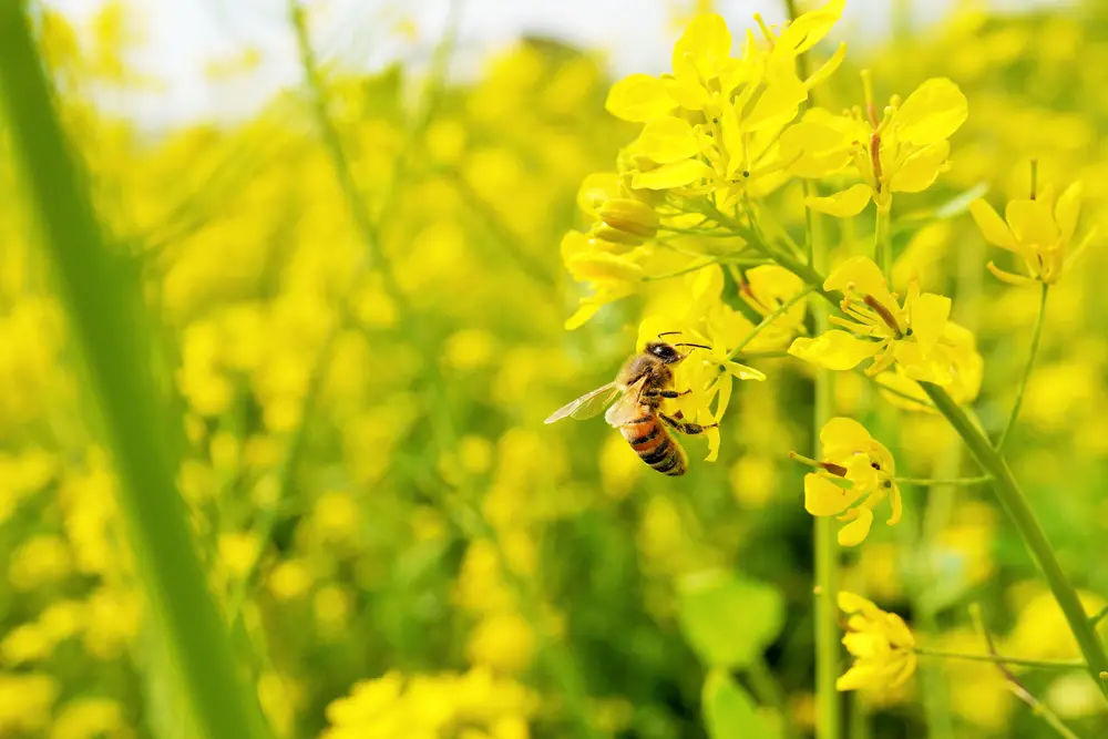 A bee on a yellow flower in a field.