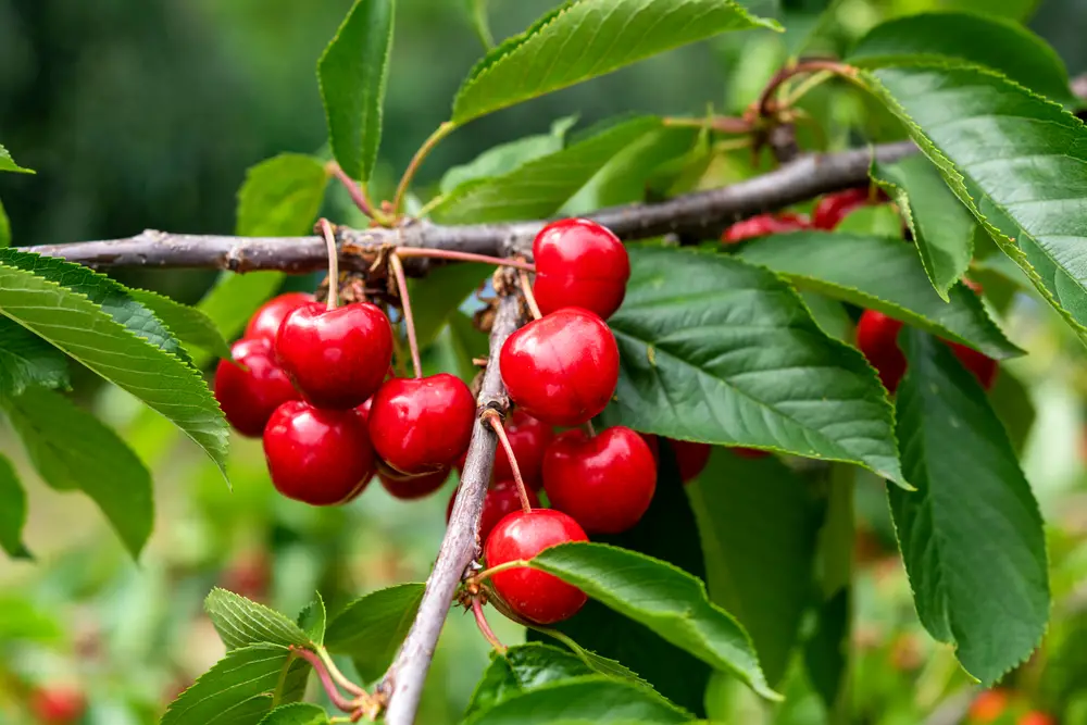 Cherries on a branch.