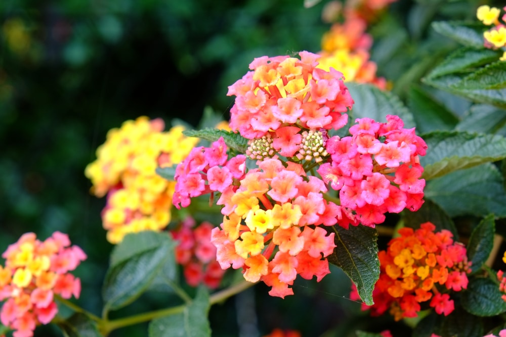 A closeup of lantana flowers.