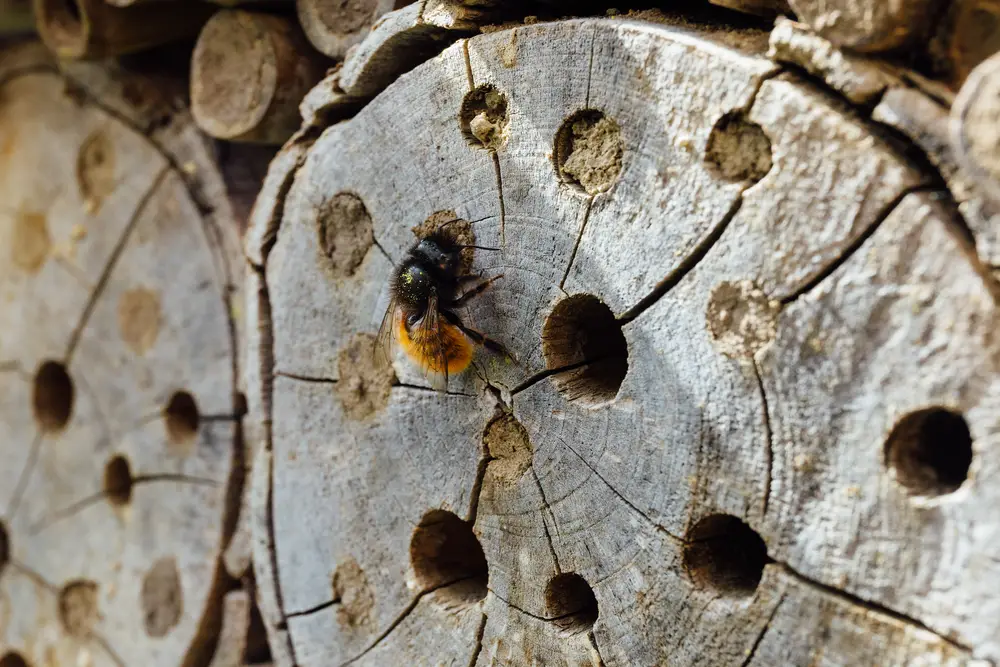 A closeup of a bee near some holes in a log.