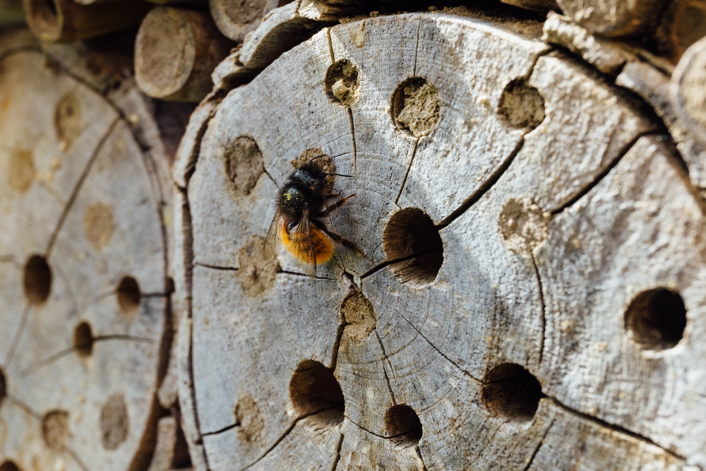 A closeup of a bee near some holes in a log.