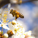 A closeup of a bee flying near a white and yellow flower.